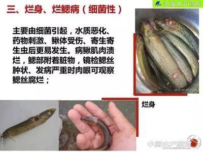 七紋巨鯉魚(yú)病害防治方法：七紋巨鯉爛鰭病的預(yù)防措施有哪些七紋巨鯉腸炎病的預(yù)防措施 其他寵物 第1張