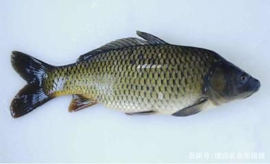 七紋巨鯉魚(yú)病害防治方法：七紋巨鯉爛鰭病的預(yù)防措施有哪些七紋巨鯉腸炎病的預(yù)防措施 其他寵物 第2張