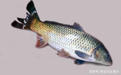 七紋巨鯉魚(yú)病害防治方法：七紋巨鯉爛鰭病的預(yù)防措施有哪些七紋巨鯉腸炎病的預(yù)防措施 其他寵物 第4張