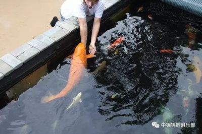 七紋巨鯉魚(yú)病害防治方法：七紋巨鯉爛鰭病的預(yù)防措施有哪些七紋巨鯉腸炎病的預(yù)防措施 其他寵物 第3張