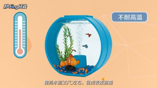 小瓜蟲病的自然療法：小瓜蟲病怎么治療 其他寵物 第1張