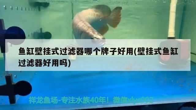 幼魚專用過濾器品牌推薦：幼魚專用過濾器哪個(gè)牌子好 其他寵物 第5張