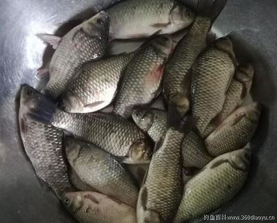 雪鯽魚冬季飼料選擇指南：冬季雪鯽魚飼料保存技巧， 其他寵物 第2張