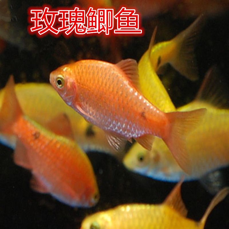 如何判斷元寶鯽魚(yú)的性別：“元寶鯽魚(yú)”的性別判斷方法