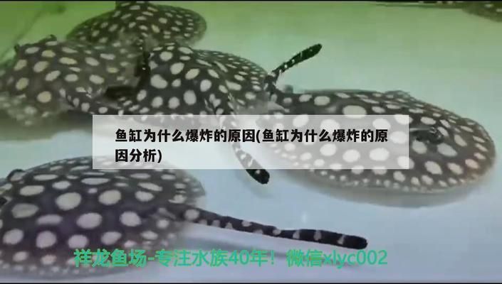 藍帆三間魚常見疾病預(yù)防措施：藍帆三間魚疾病預(yù)防措施