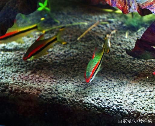 一眉道人魚繁殖技巧分享：一眉道人魚的繁殖技巧 其他寵物 第6張