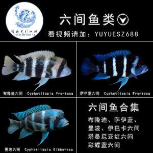 如何保存伊巴卡魚保持新鮮：伊巴卡魚保存方法 其他寵物 第4張