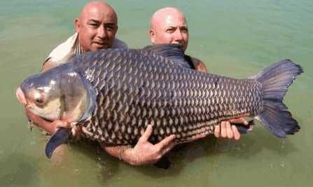 巨暹羅鯉飼料的自制方法：巨暹羅鯉不同階段飼料,自制飼料對魚健康影響 其他寵物 第1張