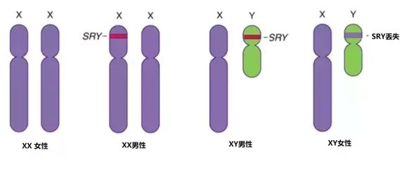 果蠅孤雌生殖的基因機(jī)制：果蠅的孤雌生殖基因機(jī)制 其他寵物 第2張