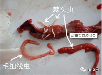 泰龐海鰱魚常見寄生蟲種類：關于泰龐海鰱魚常見寄生蟲種類的問題 其他寵物 第2張