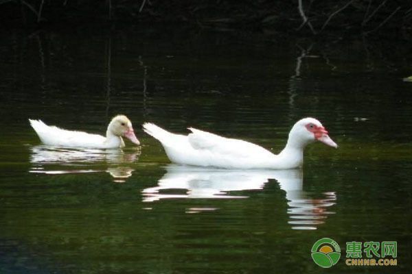 飼料成本效益計(jì)算：飼料成本效益計(jì)算在養(yǎng)殖業(yè)中非常重要的環(huán)節(jié) 其他寵物 第1張