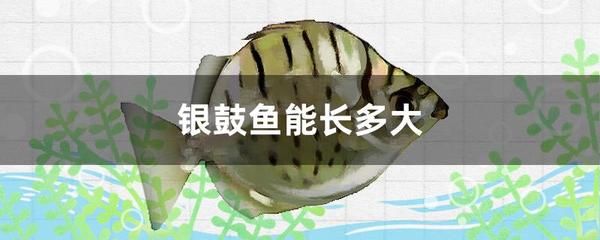 銀鼓魚苗最佳生長溫度：銀鼓魚苗的最佳生長溫度 其他寵物 第1張