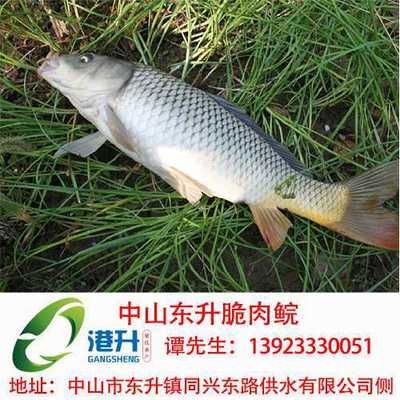 七紋巨鯉魚疾病預(yù)防：七紋巨鯉魚疾病高發(fā)季節(jié),如何判斷七紋巨鯉魚健康 其他寵物 第1張