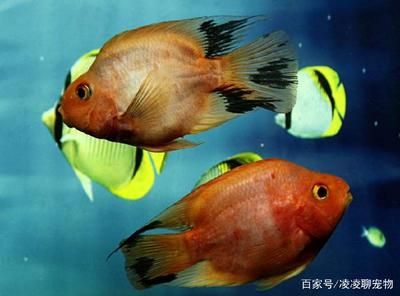 熱帶魚適宜水溫的具體范圍：熱帶魚適宜水溫范圍 其他寵物 第1張