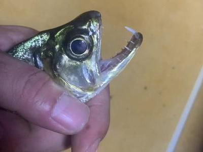 巨暴魚苗飼料選擇指南：巨暴魚苗飼料保存方法 其他寵物 第3張