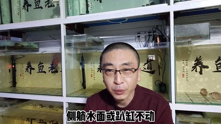 月光鴨嘴魚缺氧急救措施：如何判斷月光鴨嘴魚缺氧 其他寵物 第3張