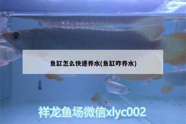 月光鴨嘴魚缺氧急救措施：如何判斷月光鴨嘴魚缺氧 其他寵物 第2張