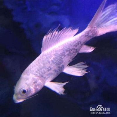 蝴蝶鯉幼魚飼料保存方法：如何判斷蝴蝶鯉幼魚飼料是否變質(zhì)，蝴蝶鯉幼魚飼料開封后保存方法 其他寵物 第2張