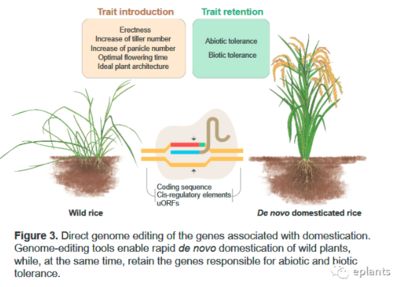 生物工程技術改良作物效果：生物工程技術在改良作物中的應用