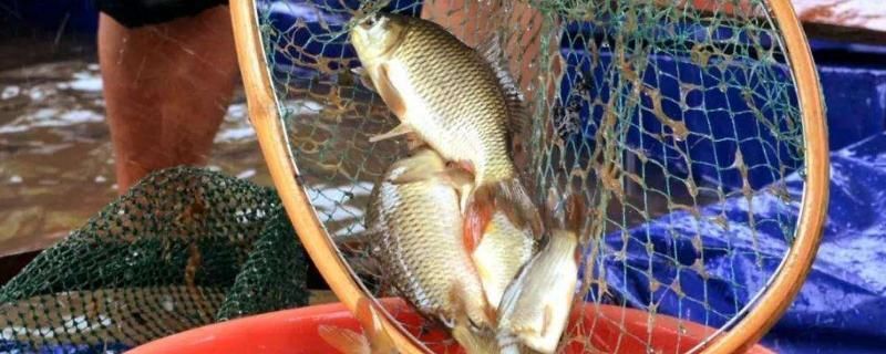 巨暴魚苗飼料自制方法：巨暴魚苗生長階段飼料調(diào)整 其他寵物 第2張