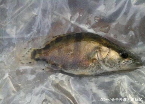 玉鯖魚低溫養(yǎng)殖技術(shù)研究：低溫環(huán)境下玉鯖魚的養(yǎng)殖技術(shù)