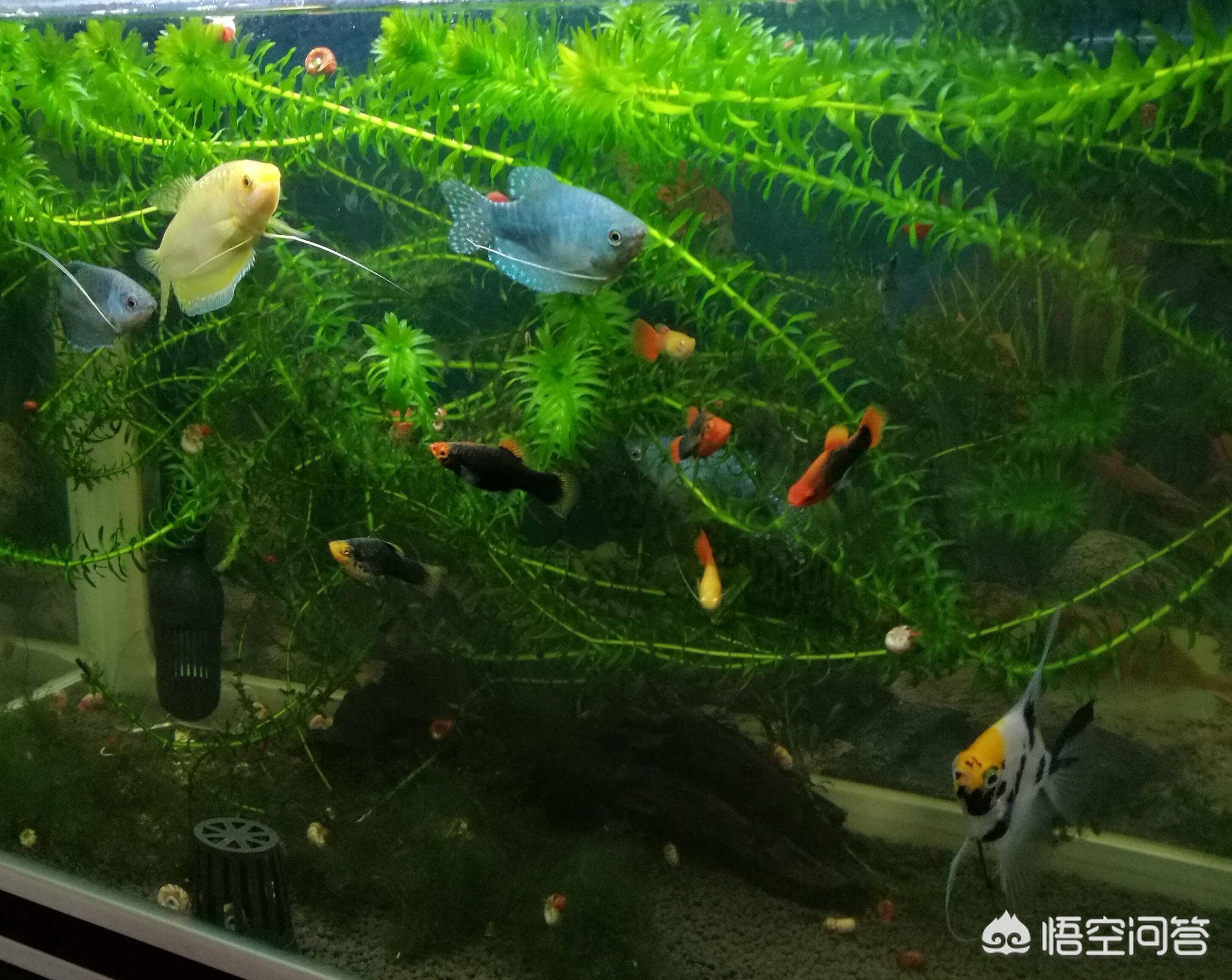 如何調(diào)節(jié)水族箱水質(zhì)適應(yīng)兩種魚(yú)類(lèi)：調(diào)節(jié)水族箱水質(zhì)以適應(yīng)兩種不同的魚(yú)類(lèi) 其他寵物 第2張