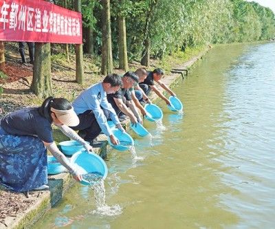 黑鯇魚苗生長環(huán)境優(yōu)化：黑鯇魚苗的生長環(huán)境優(yōu)化 其他寵物 第3張