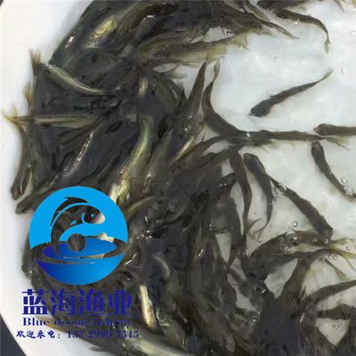 黑鯇魚苗生長環(huán)境優(yōu)化：黑鯇魚苗的生長環(huán)境優(yōu)化 其他寵物 第2張