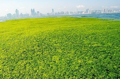 幼魚飼料中脂肪含量標(biāo)準(zhǔn)：幼魚飼料中脂肪含量的標(biāo)準(zhǔn) 其他寵物 第4張