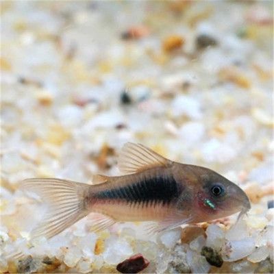 三間鼠魚繁殖期飼料選擇指南：三間鼠魚繁殖期飼料搭配技巧三間鼠魚繁殖期飼料保存要點 其他寵物 第6張