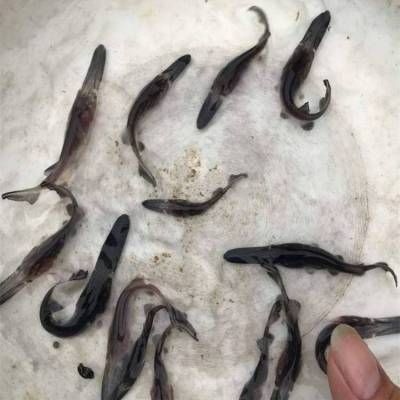 鴨嘴魚飼料耐水性測試方法：鴨嘴魚飼料耐水性測試