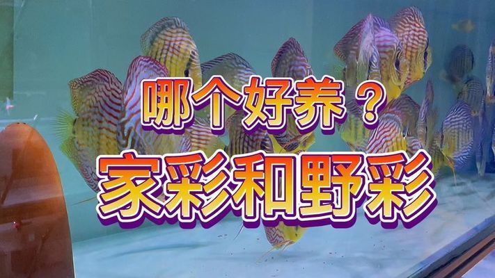 如何辨別野生與養(yǎng)殖神仙魚：如何辨別野生神仙魚 其他寵物 第1張