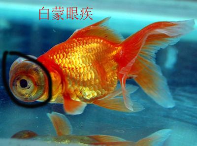 魚眼疾病的家庭簡易治療方法：觀賞魚健康飲食指南,魚眼疾病預(yù)防的日常護理技巧分享 其他寵物 第4張