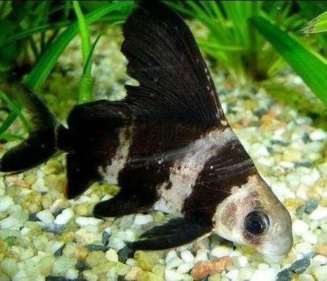 三間鼠魚(yú)繁殖期飼料自制方法：三間鼠魚(yú)繁殖期飼料配方 其他寵物 第4張