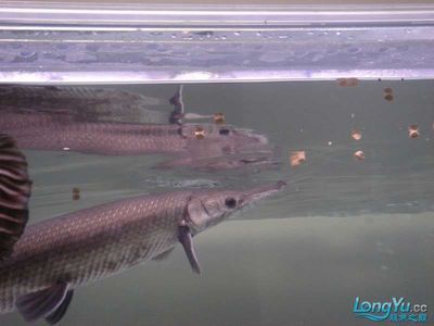 元寶鳳凰魚(yú)繁殖環(huán)境水草種類：元寶鳳凰魚(yú)繁殖水草布局技巧 其他寵物 第3張