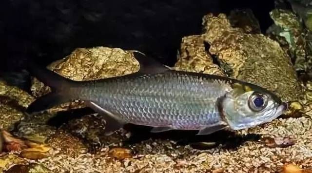 泰龐海鰱魚(yú)飼料選擇技巧：泰龐海鰱魚(yú)飼料自制方法 其他寵物 第1張