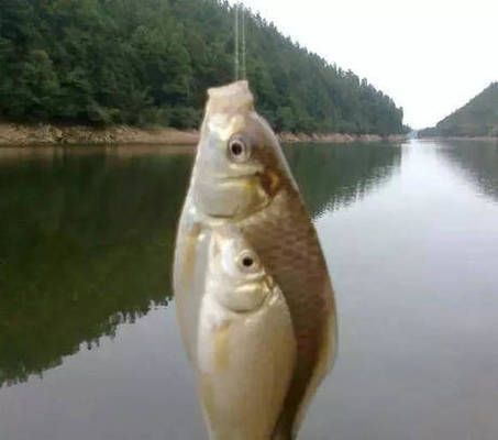 魚餌料保存技巧有哪些？：自制魚餌料防霉妙招,魚餌料添加防腐劑比例,魚餌料防蟲保存法 其他寵物 第5張