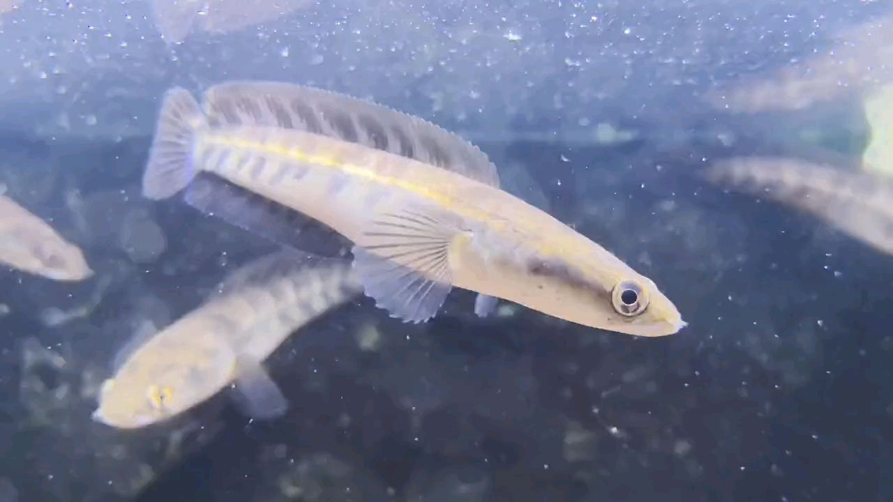 中加紅帝王雷龍魚(yú)：中國(guó)和加拿大紅帝王雷龍魚(yú)的飼養(yǎng)方式及其對(duì)環(huán)境變化的適應(yīng)性