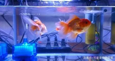 水族箱維護(hù)頻率及方法：水族箱的維護(hù)頻率及方法 其他寵物 第4張