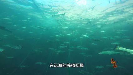 鯊魚養(yǎng)殖水質(zhì)控制技巧：鯊魚養(yǎng)殖水質(zhì)控制技術(shù) 其他寵物 第2張