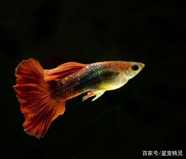 魚(yú)苗體色變化的原因：魚(yú)苗體色變化可能由多種因素引起魚(yú)苗體色變化的原因 其他寵物 第4張