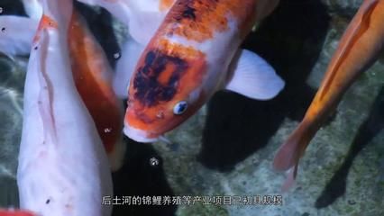 錦鯉養(yǎng)殖技術提升途徑：錦鯉養(yǎng)殖技術提升錦鯉生長和健康和美麗同樣至關重要 其他寵物 第2張