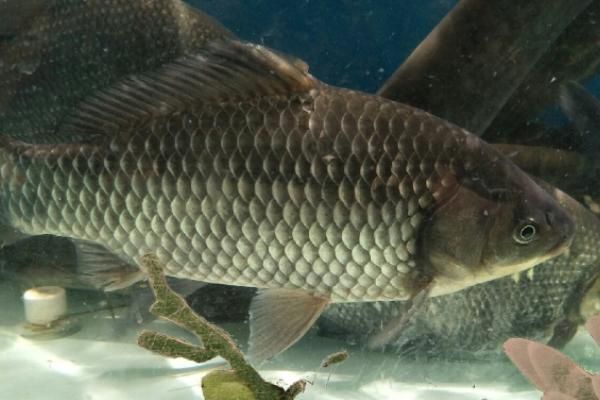 黑云魚(yú)繁殖期催產(chǎn)劑使用指南：黑云魚(yú)繁殖期催產(chǎn)劑使用指南，提高繁殖效率的一種有效手段 其他寵物 第2張