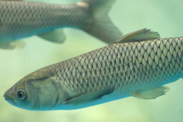 黑云魚(yú)繁殖期催產(chǎn)劑使用指南：黑云魚(yú)繁殖期催產(chǎn)劑使用指南，提高繁殖效率的一種有效手段 其他寵物 第5張