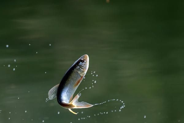 黑云魚(yú)繁殖期催產(chǎn)劑使用指南：黑云魚(yú)繁殖期催產(chǎn)劑使用指南，提高繁殖效率的一種有效手段 其他寵物 第4張