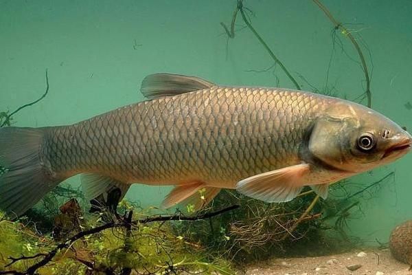 黑云魚(yú)繁殖期催產(chǎn)劑使用指南：黑云魚(yú)繁殖期催產(chǎn)劑使用指南，提高繁殖效率的一種有效手段 其他寵物 第3張