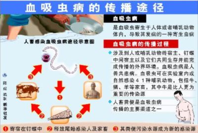 絳蟲病預(yù)防藥物的副作用：絳蟲病的預(yù)防藥物通常用于控制感染但它們也可能產(chǎn)生副作用 其他寵物 第1張