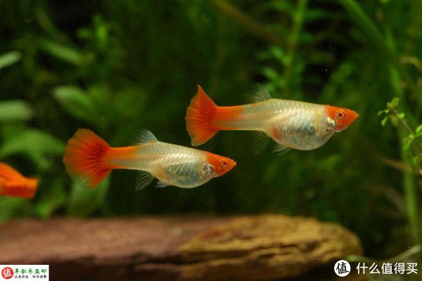 火箭魚(yú)繁殖期食物選擇：火箭魚(yú)在繁殖期的食物選擇對(duì)于其成功繁殖至關(guān)重要