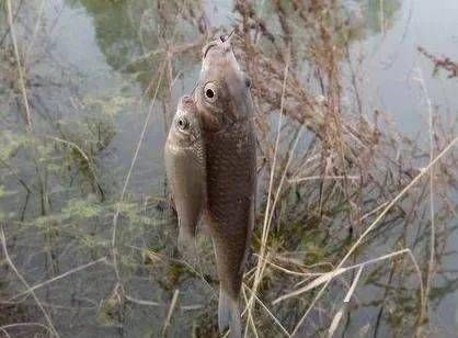 雪天釣鯽魚(yú)的最佳時(shí)段：雪天釣鯽魚(yú)的最佳時(shí)段主要集中在以下幾個(gè)方面 其他寵物 第2張