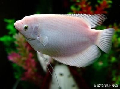 白子球鯊魚幼體適宜水溫范圍：白子球鯊魚幼體適宜水溫范圍嗎 其他寵物 第3張